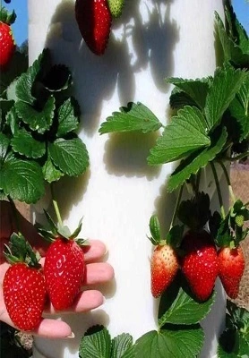 Torre aeroponica con sistema idroponico con lampada a LED 1