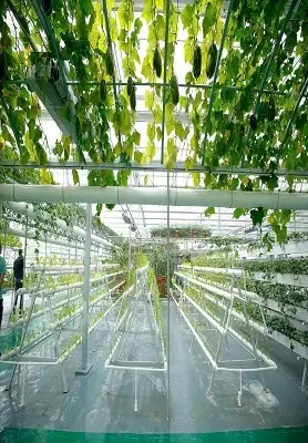 Трговија на големо Hydroponic Tower Lyine Бренд 2