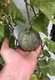 Hydroponic Grow Tower - - Lyine 2
