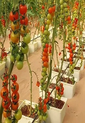 Dutch Bucket System 1