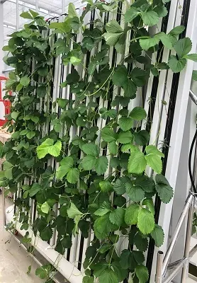 Best Hydroponic Tower System Price List 2
