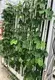 Best Hydroponic Tower System Price List 2