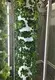 Best Hydroponic Tower System Makers 2