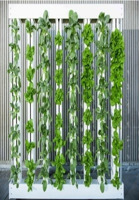 South America Zipper Hydroponic System 1