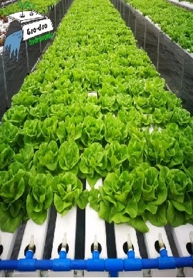 NFT hydroponic system1 1