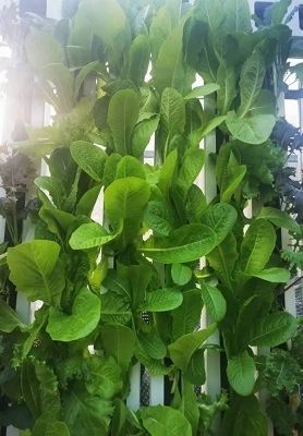 Oman Hydroponic Zipper System 1