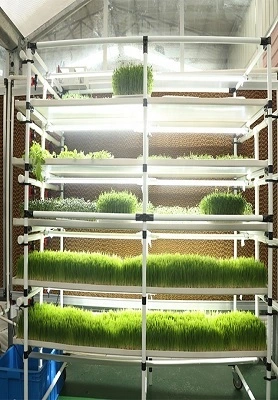 Sistema de bastidor Microgreen de Malasia 1