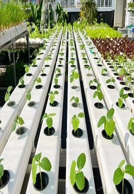 Dubai Hydroponic Nft System 1