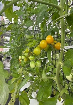 Mauritius Hydroponic NFT System 1