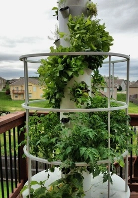 Chile Aeroponic Tower System 1