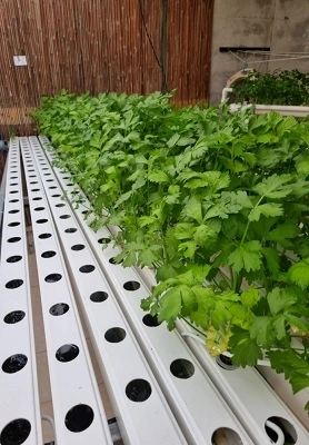 Anguilla NFT Greenhouse 1
