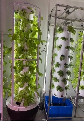 Saudi-Arabian hydroponinen kasvihuone 1