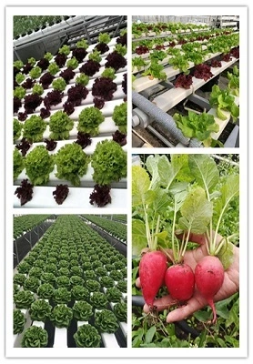 Trinidad Tile NFT Hydroponics System 1