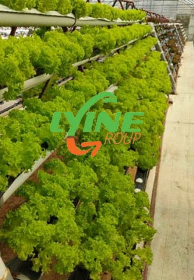 Dubai Hydroponic NFT-järjestelmä 1