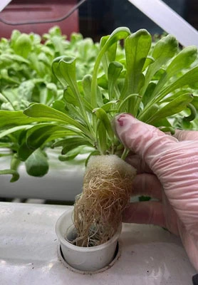 Australia Hydroponic NFT System 1