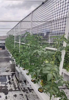 Système hydroponique NFT de Singapour 1