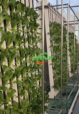 6 Sets of Hydroponic Zip Systems in France 1