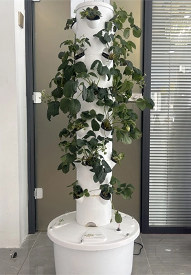 Singapore Customers Approve Our Hydroponic Tower System 1