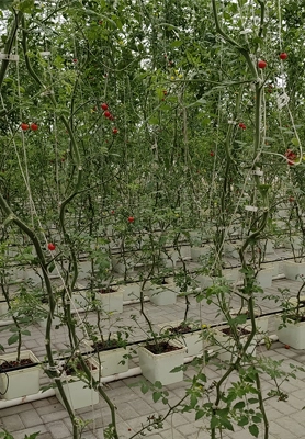 Singaporean Customers Use Dutch Buckets to Grow Tomatoes in Greenhouse 1