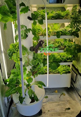 Hong Kong Customer Buys Indoor Hydroponic Grow Cabinet To Put In the Restaurant 1