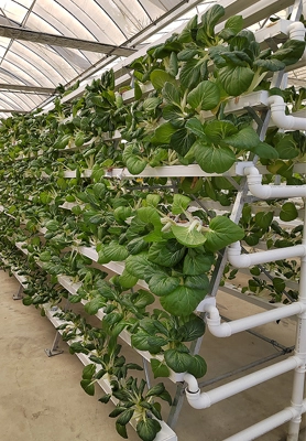 Australia Hydroponic NFT System1 1