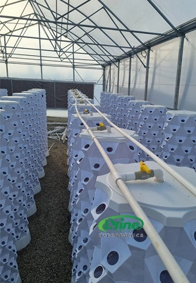 French customer purchased 130 sets of hydroponic pineapple tower system 1