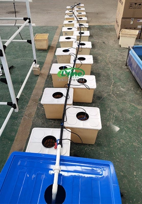 Seychelles customer grows melons in Dutch buckets 1