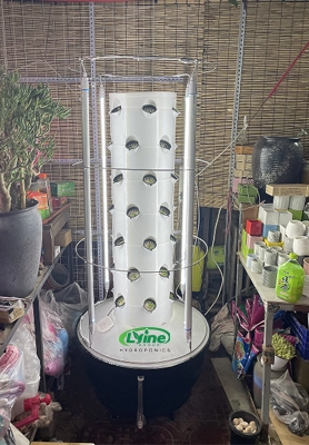 Trinidad customer grows strawberries in hydroponic towers 1