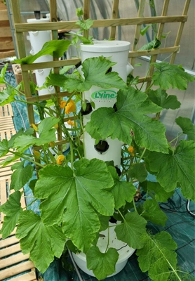 Spanish domestic greenhouse – 4P6 hydroponic tower system 1