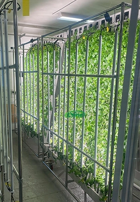 Greenland Indoor Vegetable Farm 1