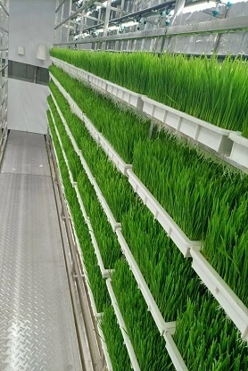 United Arab Emirates Hydroponic Forage Container System 1