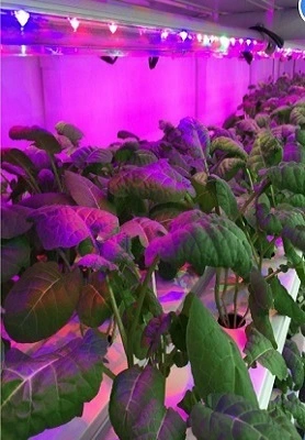 Japanese Hydroponic Container System 1