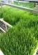 Hydroponic Tower Makers-1 2
