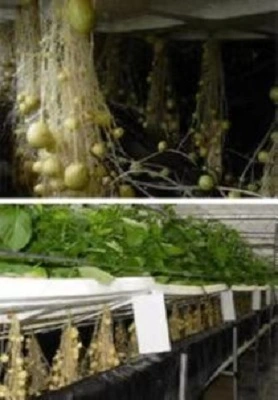 Agricultura aeropónica en los Emiratos Árabes Unidos 1