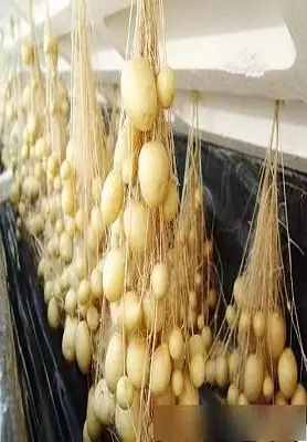 Indoor Hydroponic Tower System Company 2