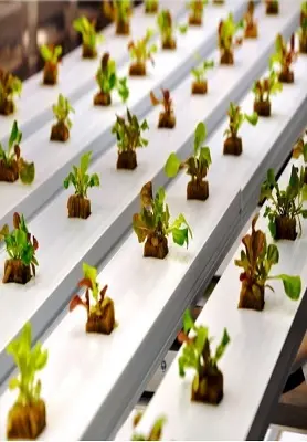 Innovative Vertical Hydroponic System 2