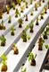 Innovative Vertical Hydroponic System 2