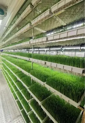 Top Hydroponic Indoor Garden Tower Společnost Hydroponic Indoor Garden Tower Company 2