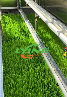 Australian Hydroponic Fodder Containers 1