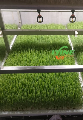 Hydroponic Fodder Container Ordered By Australian Customers 1