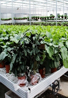 EBB And Flow Table hydroponic system 1