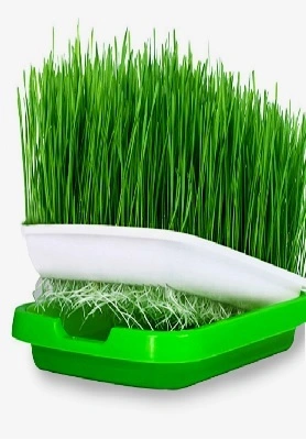 MICROGREEN SYSTEM 1