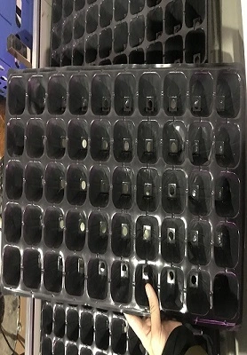 Australia Hydroponic Tray 1