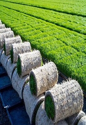 Thailand seedling machine 1