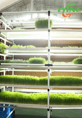 Bolivian Customers Purchase 5 Microgreen Systems 1