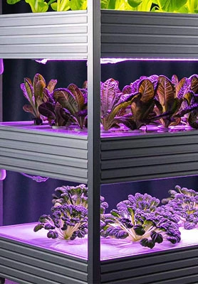 Singapore Hydroponic Ebb and Flow Table System 1