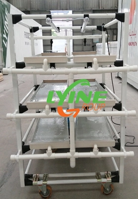 Polish Customers Cultivate Lettuce Seedlings Using Microgreen System 1