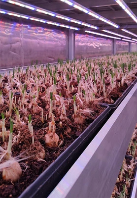Italian customer tries hydroponic saffron 1