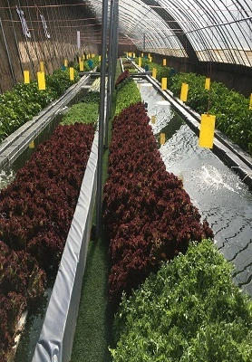 Russian Aquaponics System 1