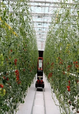 Czech 1000-square-meter strawberry greenhouse 1